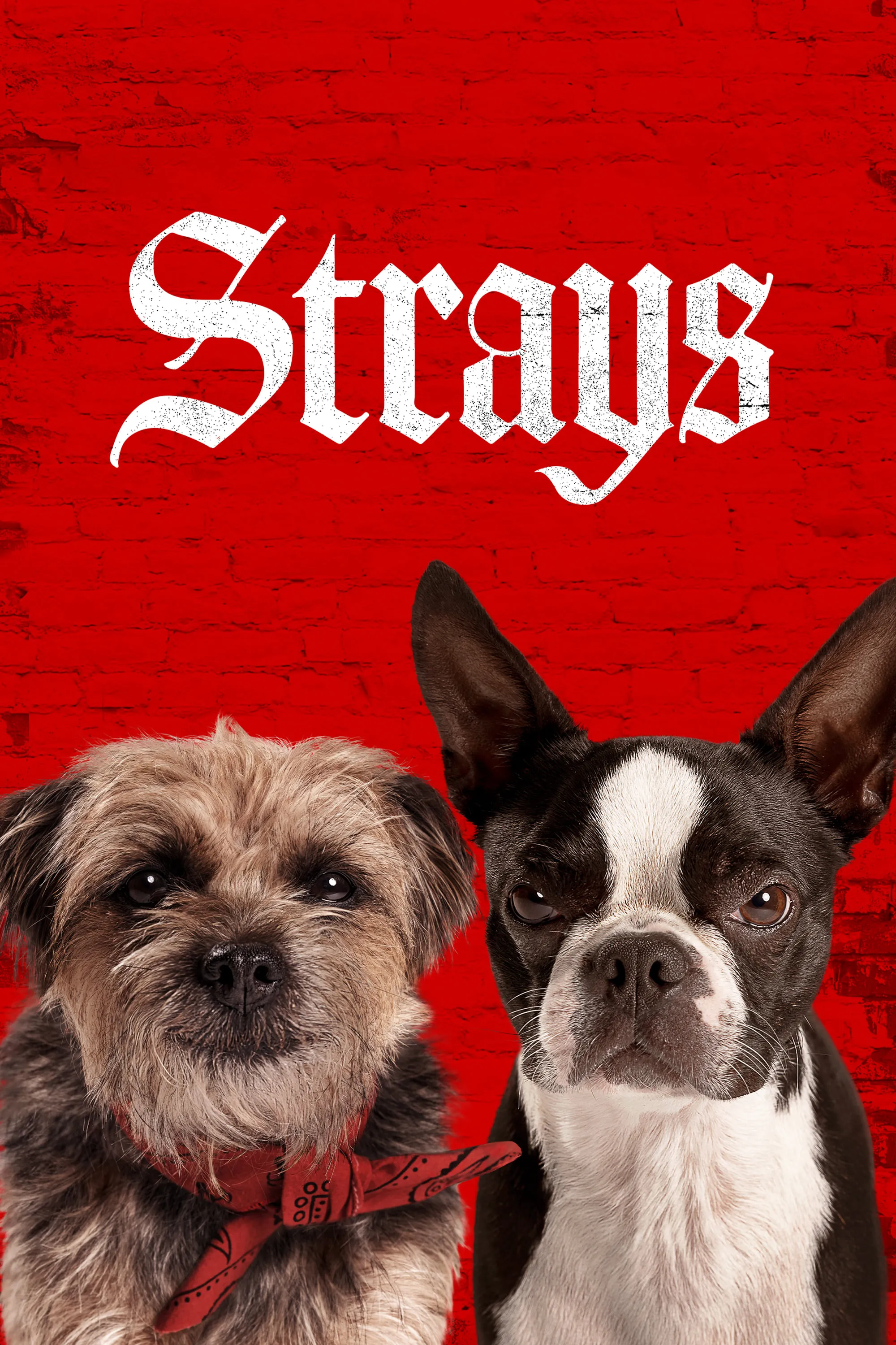 Phim Những Chú Chó Bụi Đời - Strays (2023)