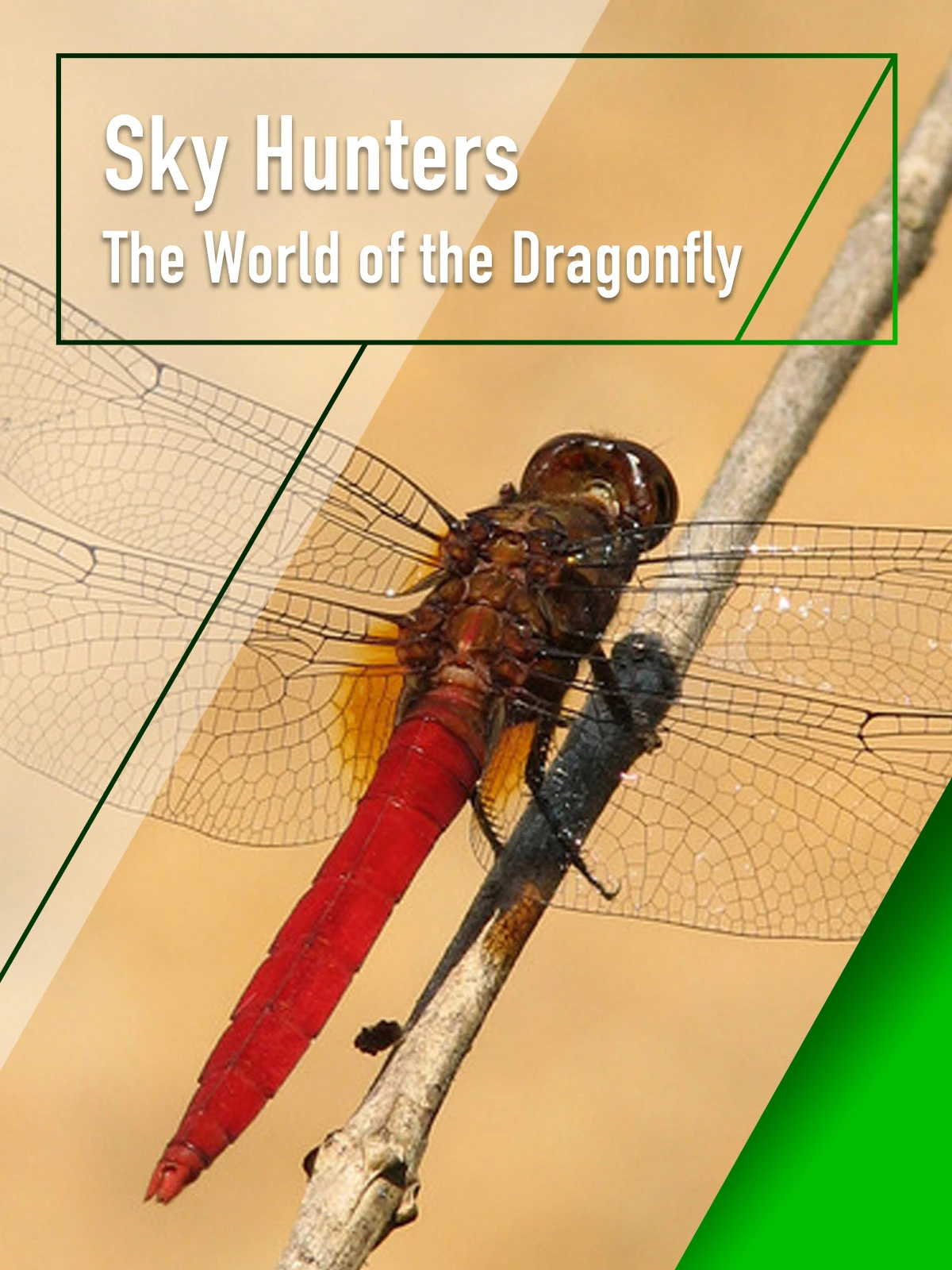 Phim Sky Hunters - The World of Dragonfly - Sky Hunters - The World of Dragonfly (2010)